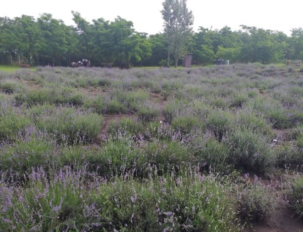 Varázslatos! Közel egy hektáron szüretelik a levendulát Ferenctanyán!