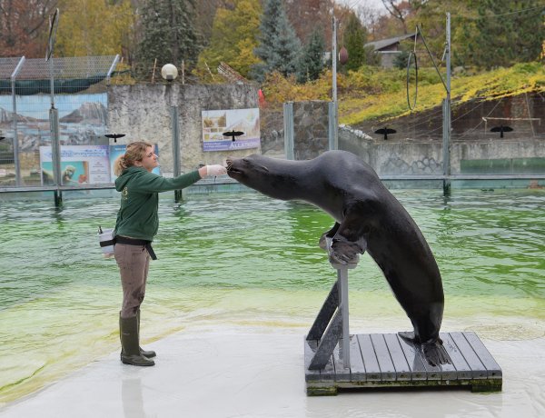 Fóka-móka a Nyíregyházi Állatparkban!  A hét minden napján számot adnak tudásukról!
