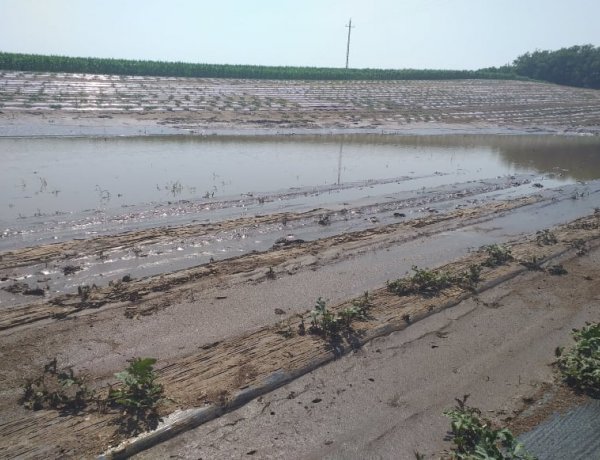 Kárt okozott a sok eső! Víz alatt a dinnyeföld Nagycserkeszen!