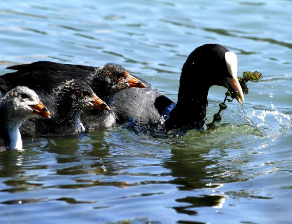  Magyar Madártani és Természetvédelmi Egyesület – Ne etessük a vízimadarakat!
