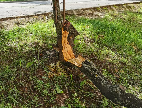 Parkolóba zuhant a faág - Szerencsére nem állt ott autó, és nem sérült meg senki