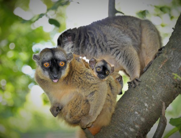 Új résszel jelentkezik a Zoo TV – Minden, amit a sárgaszakállas makikról tudni kell!