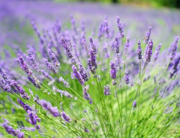 Elkezdődött a levendulavirágzás a Nyíregyházához közeli Felsősóskúton: videó a helyszínről