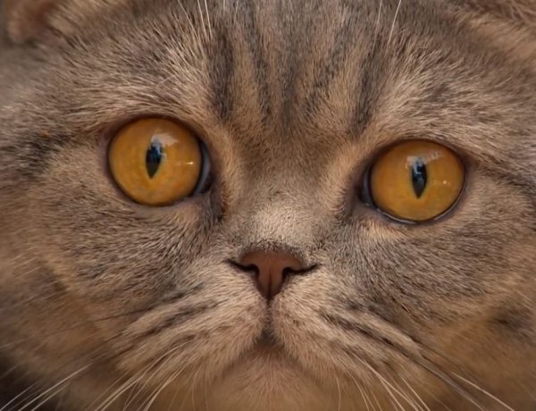 Mi a teendőnk, ha kiscica érkezik a családba? Állatorvosi tanácsok macskatartáshoz!