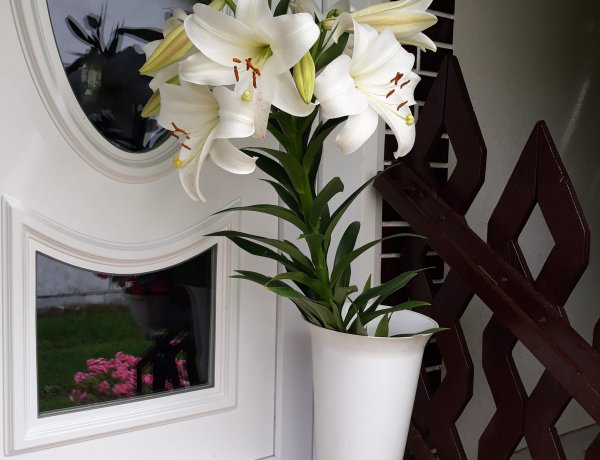 Ilyen óriás liliomot sem látni minden nap! Közel másfél méteresre nőtt meg!