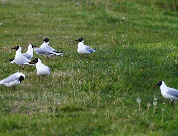 Sok eső esik, burjánzik a fű - Intenzívebb ápolást igényelnek Nyíregyháza zöldfelületei