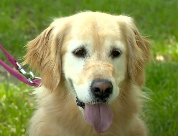 Amitől a kutya jól nevelt eb - Mit tegyen a gazdi, hogy szófogadó kutyája legyen?