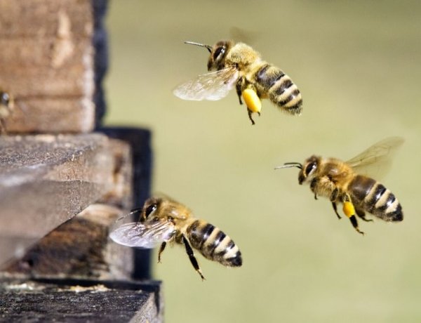 Méhek költöztek a Nyíregyházi Szakképzési Centrum kollégiumi épületének 3. emeletére