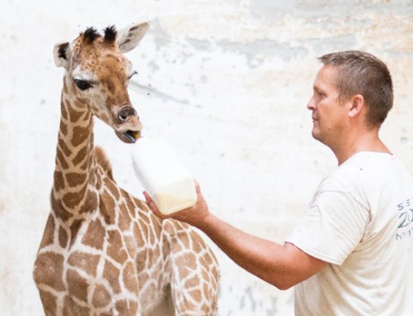 Rothscild-zsiráf született a Nyíregyházi Állatparkban: a Jubileum nevet kapta