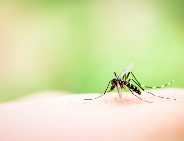 Szerdán a napnyugta előtti órákban légi szúnyoggyérítést végeznek Nyíregyházán