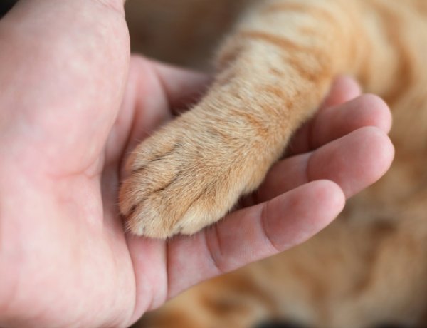 Fűtéscsövek közé szorult macskán segítettek a nyíregyházi hivatásos tűzoltók