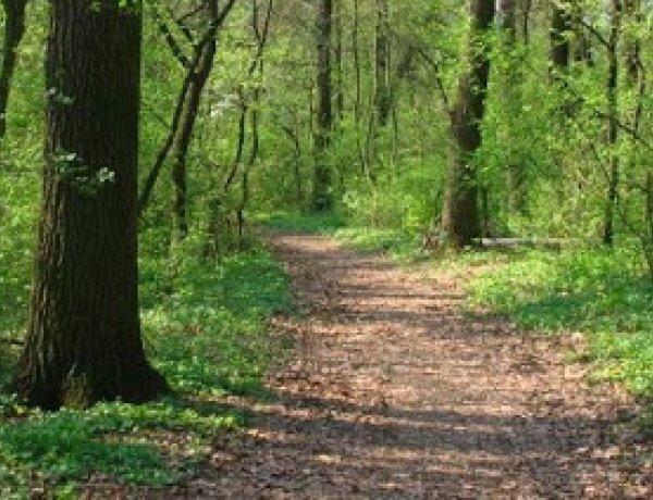 Gyógynövény-túra a Sóstói-erdőben dr. Hajdu Zsanettel, július 25-én 