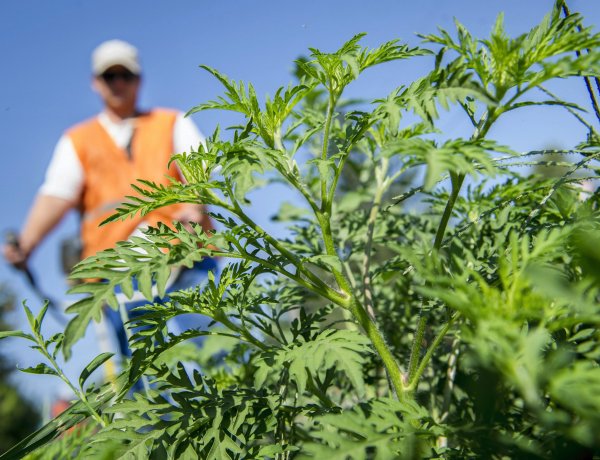 Pár nap alatt több mint tízezer gyökeres parlagfüvet adtak le a városszépítő akcióban