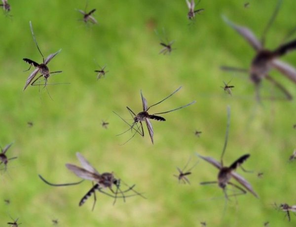 Ismét szúnyoggyérítést végeznek Nyíregyházán július 29-én, szerdán