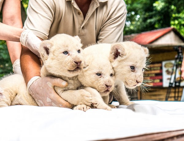 Adjon nevet a Nyíregyházi Állatpark legújabb jövevényeinek, a fehér oroszlánkölyköknek!