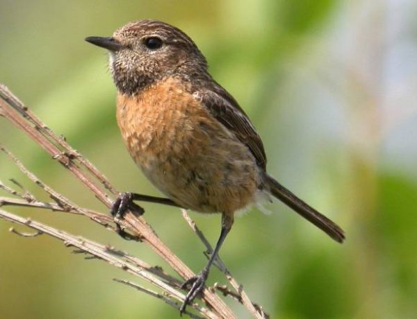 Madártani és Természetvédelmi Egyesület: az énekes cigánycsuk lett a 2021-es év madara 