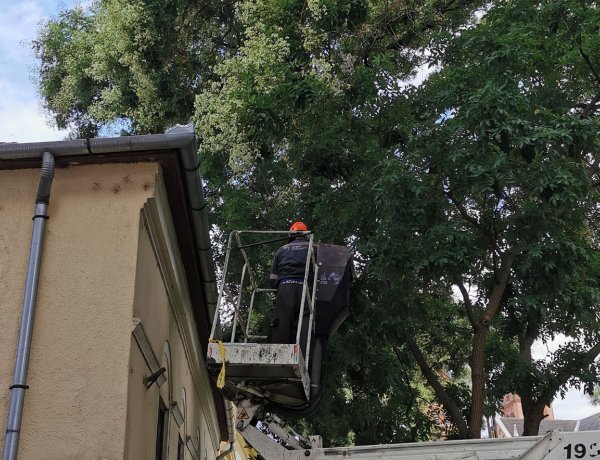 Favágási munkálatokat végeztek a NYÍRVV munkatársai a Bocskai utcán