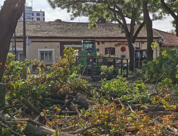Forgalomkorlátozás mellett favágási munkálatokat végeztek a Búza téren