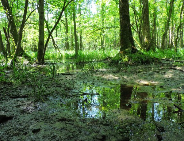 Örökítsd meg nyári élményeidet a Nyírségben! – Fotópályázatot hirdet a Nyírerdő