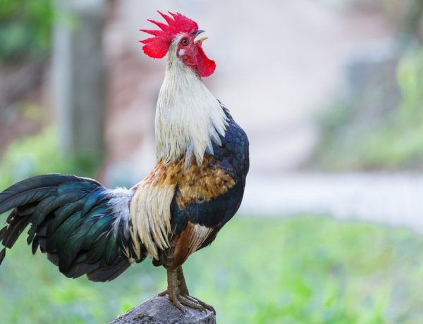 Kakasok a belvárosban? Kukorékolástól hangos néhány utca Nyíregyházán! 