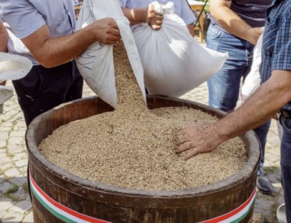 Összeöntötték a búzát a magyarok kenyeréhez a történelmi Magyarország közepén, Szarvason