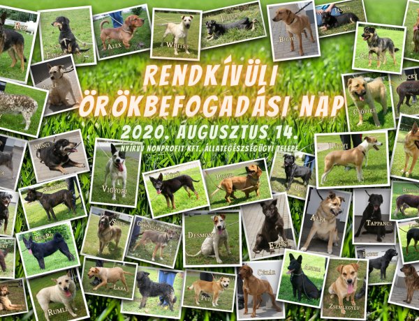 Rendkívüli Örökbefogadási Nap a NYÍRVV Nonprofit Kft. Állategészségügyi Telepén