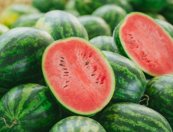 Késve indul az idei dinnyeszezon – Nem kímélte az időjárás a szabolcsi dinnyét