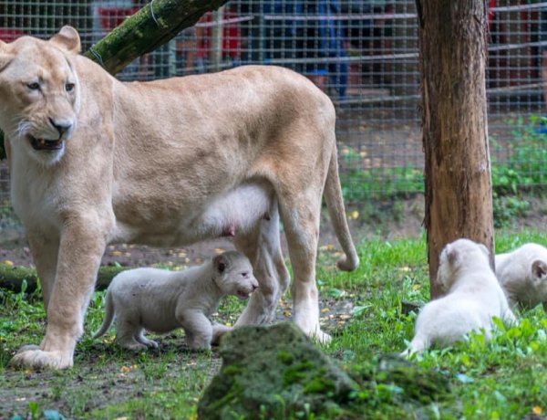 Már a közönség is láthatja a Nyíregyházi Állatpark fehér oroszlán kölykeit