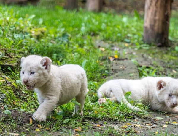 Öt hetesek lettek a Nyíregyházi Állatpark fehér oroszlánkölykei – Videó!