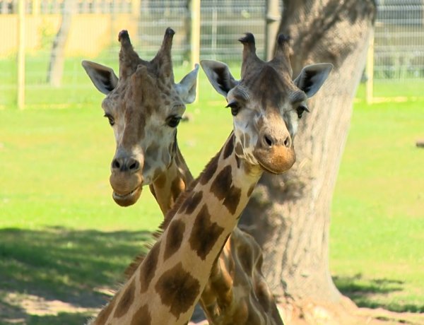 Állati Zoona – A Nyíregyházi Állatparkban a Tarzan Ösvényén kalandozunk!