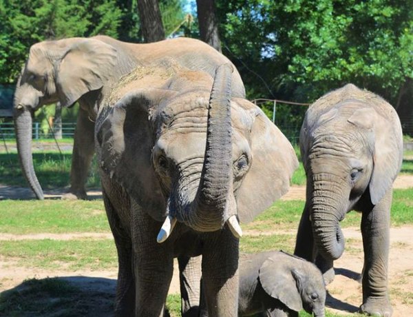Ma van az Elefántok Világnapja – A Nyíregyházi Állatparkban afrikai és ázsiai is él!