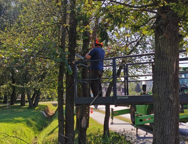 Még biztonságosabb közlekedés – Gallyazási munkálatokat végeznek a Belső körúton