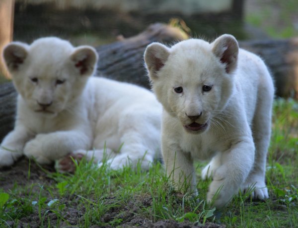 Nevet kaptak a Nyíregyházi Állatpark fehér oroszlánkölykei – Dipita, Enam és Abeni
