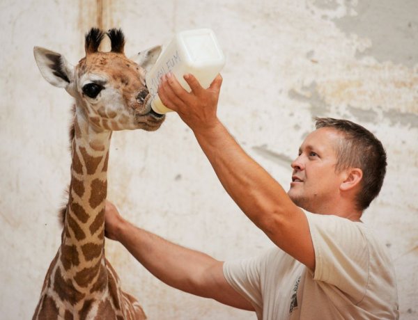 Bébibumm – Közel száz apróság született a Nyíregyházi Állatparkban