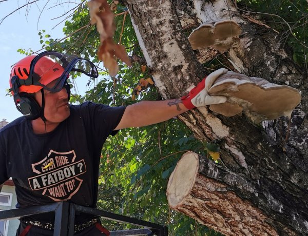 A kivágás helyett a gyógyítást választották – A kertvárosi nyírfa sokat jelent a lakóknak