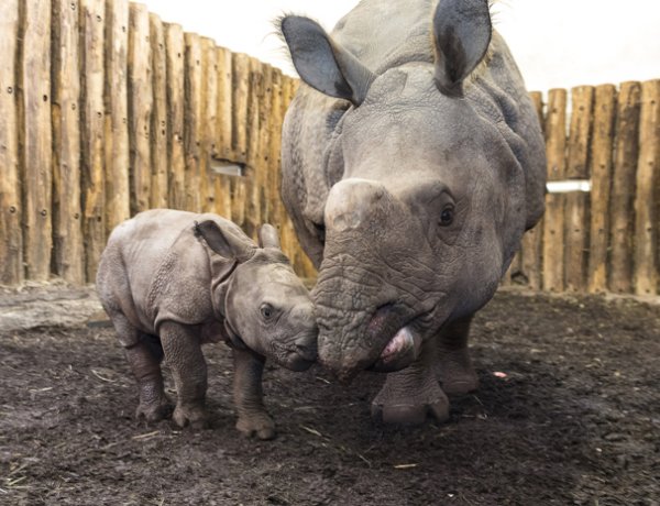 Szegedre indult Csülök – Elbúcsúztak a Nyíregyházi Állatpark dolgozói a kis rinocérosztól