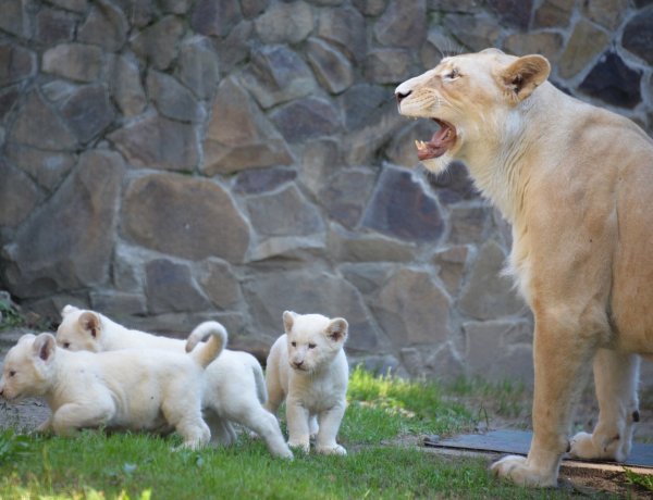Hasznos tudnivalók a Nyíregyházi Állatparktól a hosszú hétvégére