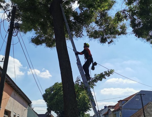 Macskát mentettek egy Selyem utcai fáról Nyíregyházán             