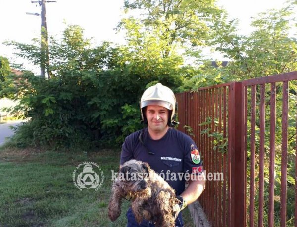 Megható! Ebet mentettek a tűzoltók Nyíregyházán a kutyák nemzetközi napján