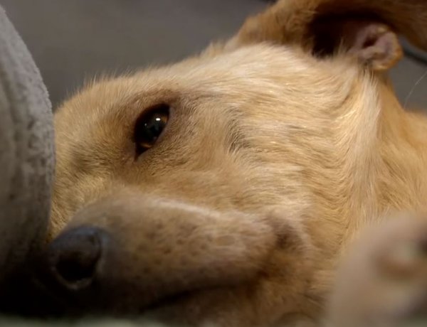 Állati Zoona - Egy autóbalesetet szenvedett kutyus nem mindennapi története!