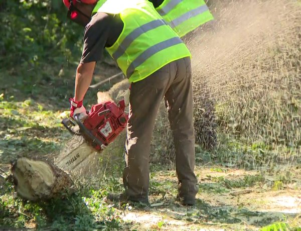 Fakitermelés – Több mint 110 éves, beteg, korhadó fákat vágnak ki a Sóstói-erdőben 