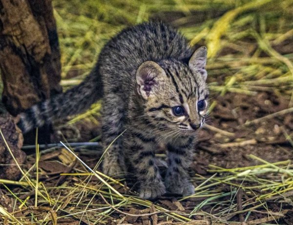 Ritka Geoffroy-macska született a Nyíregyházi Állatparkban  