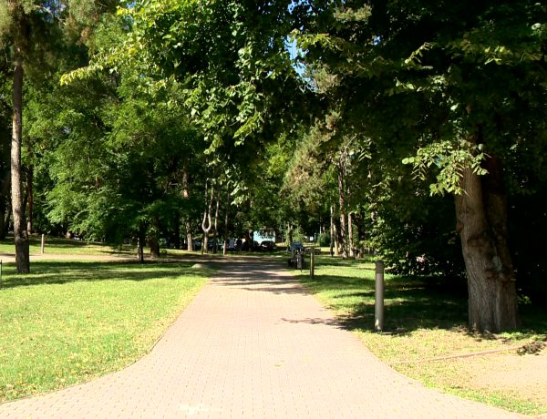 Parkrendezés – Huszonhárom eldeformálódott fát vágnak ki Sóstón, helyükre újakat ültetnek