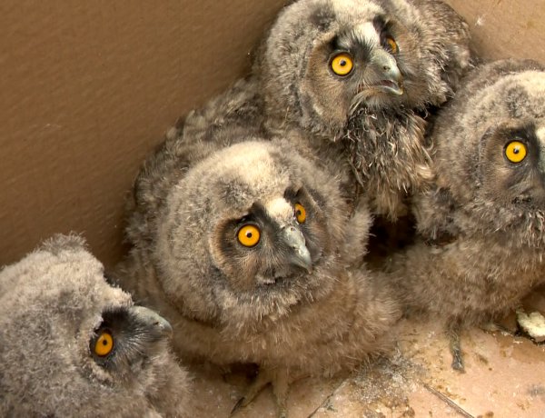 Tollas barátaink megmentője az Állati Zoonában – Videó!      