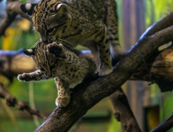 Geoffroy-macska született a Nyíregyházi Állatparkban – Videó! 