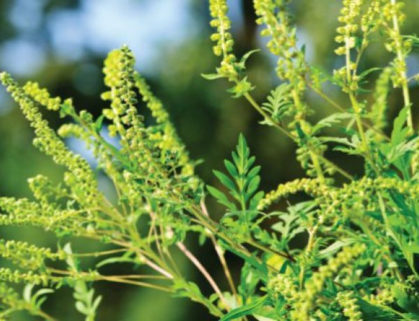 Helikopterrel és drónokkal vizsgálják a parlagfüves területeket a megyében