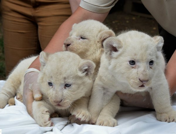 Bébibumm – Idén közel száz apróság született a Nyíregyházi Állatparkban!