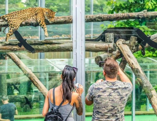 Téliesítenek a Nyíregyházi Állatparkban - A hópárduc és a kis panda most sokkal aktívabbak