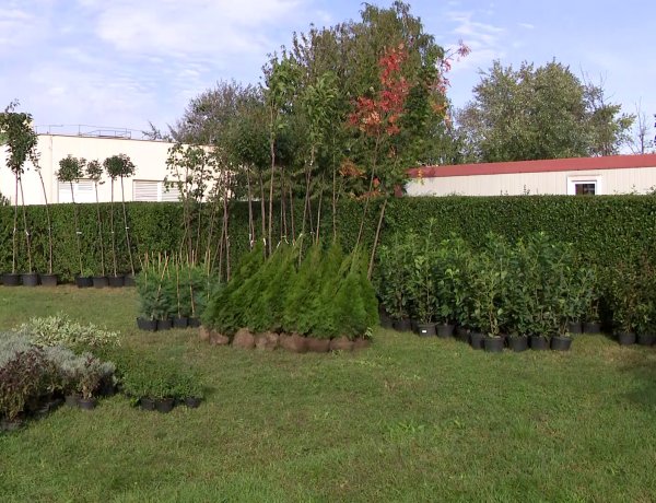 „Ültess egy fát a holnapért!” – Kiosztották az igényelt növényeket a lakosság részére