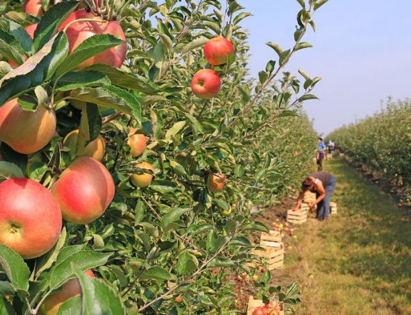 2,5 milliárd forint támogatás nyílik mezőgazdasági kisüzemeknek